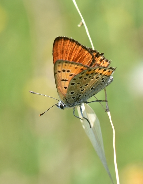 Lycaena thersamon